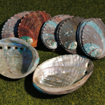 Abalone Shell Meditation Pros Cleansing Healing Spiritual Energy
